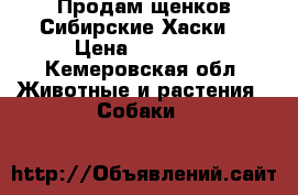 Продам щенков Сибирские Хаски  › Цена ­ 20 000 - Кемеровская обл. Животные и растения » Собаки   